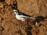 25-11-2019, Senegal - African Pied Wagtail (Afrikaanse Bonte Kwikstaart)