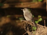 25-11-2019, Senegal - Swamp Flycaycher (Moerasvliegenvanger)