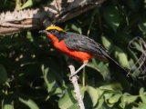 25-11-2019, Senegal - Common Gonolek (Goudkapfiskaal)