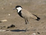 25-11-2019, Gambia - Spur-winged Lapwing (Sporenkievit)