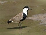 25-11-2019, Gambia -  Spur-winged Lapwing (Sporenkievit)