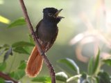 25-11-2019, Gambia - African Paradise Flycatcher (Afrikaanse Paradijsmonarch)