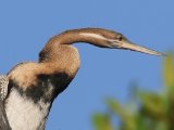 26-11-2019, Gambia - African Darter (Afrikaanse slangenhalsvogel)