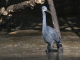 26-11-2019, Gambia - Western Reef-Egret (Westelijke rifreiger)