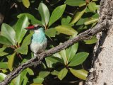 26-11-2019, Gambia - Blue-breasted Kingfisher (Teugelijsvogel)