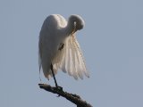 26-11-2019, Gambia - Intermediate Egret (Middelste zilverreiger)