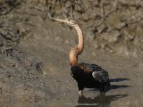 26-11-2019, Gambia - African Darter (Afrikaanse slangenhalsvogel)