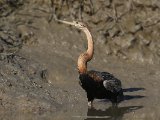 26-11-2019, Gambia - African Darter (Afrikaanse slangenhalsvogel)