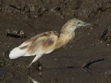 26-11-2019, Gambia -  Squacco Heron (Ralreiger)