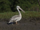 26-11-2019, Gambia - Pink-backed Pelican (Kleine pelikaan)