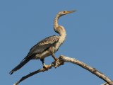 26-11-2019, Gambia - African Darter (Afrikaanse slangenhalsvogel)