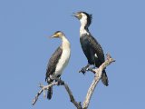 26-11-2019, Gambia - White-breasted cormorant (Witborstaalscholver)