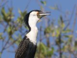 26-11-2019, Gambia - White-breasted cormorant (Witborstaalscholver)