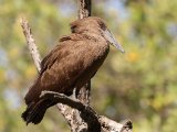 26-11-2019, Gambia - Hamerkop (Hamerkop)