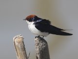 26-11-2019, Gambia - Wire-tailed Swallow (Roodkruinzwaluw)