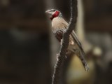 26-11-2019, Gambia - Cut-throat Finch (Bandvink)