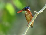 26-11-2019, Gambia -  Malachite Kingfisher (Malachiet ijsvogel)