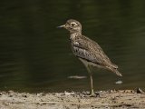 26-11-2019, Gambia -  Senegal Thick-knee (Senegalese griel)