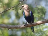 26-11-2019, Gambia - Blue-bellied Roller (Blauwborstscharrelaar)