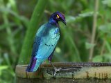 26-11-2019, Gambia - Purple Glossy-Starling (Purprglansspreeuw)