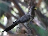 26-11-2019, Gambia -  Western Plantain-eater (Grijze bananeneter)