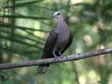 26-11-2019, Gambia - Vinaceous Dove (Wijntortel)