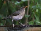 26-11-2019, Gambia - African Thrush (Westafrikaanse lijster)