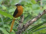 26-11-2019, Gambia -  White-crowned Robin-Chat (Schubkaplawaaimaker)