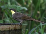 26-11-2019, Gambia - Yellow-throated Leaflove (Geelkraagbuulbuul)