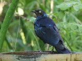 26-11-2019, Gambia - Splendid Glossy-Starling (Prachtglansspreeuw)