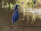 26-11-2019, Gambia - Black Heron (Zwarte reiger)