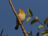 22 februari, Gambia - Grote textorwever (Village Weaver)