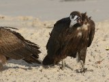 22 februari, Gambia - Kapgier (Hooded Vulture)