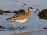 22 februari, Gambia - Regenwulp (Whimbrel)