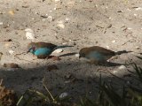 22 februari, Gambia - Blauwfazantje (Red-cheeked Gordon-bleu)