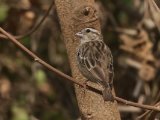 22 februari, Gambia - Staalvink (Village Indigobird)