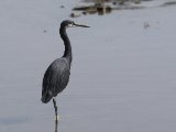 22 februari, Gambia - Westelijke rifreiger (Western Reef-heron)