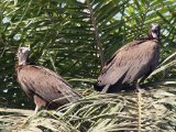 22 februari, Gambia - Kapgier (Hooded Vulture)