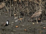 22 februari, Gambia - SPorenkievit en Senegalese griel (Spur-winged Lapwing and Senegal Thick-knee)