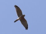 22 februari, Gambia - Hagedisbuizerd (Lizard Buzzard)