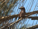 22 februari, Gambia - Roodkruinscharrelaar (Rufous-crowned Roller)