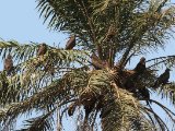 22 februari, Gambia - Geelsnavelwouw (Yellow-billed Kite)