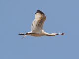 22 februari Gambia - Afrikaanse lepelaar (African Spoonbill)