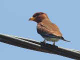 22 februari, Gambia - Breedbekscharrelaar (Broad-billed Roller)