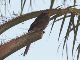 22 februari, Gambia - Geelsnavelklauwier (Yellow-billed Shrike)