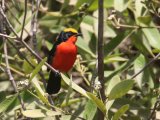 22 februari, Gambia - Goudkapfiskaal (Yellow-crowned Gonolek)