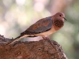 22 februari, Gambia - Palmtortel (Laughing Dove)