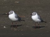 22 februari Gambia - Grijskopmeeuw (Grey-headed Gull)