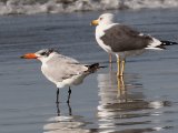 22 februari, Gambia - Reuzenstern (Caspian Tern)