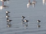 22 februari, Gambia - Drieteenstrandloper (Sanderling)